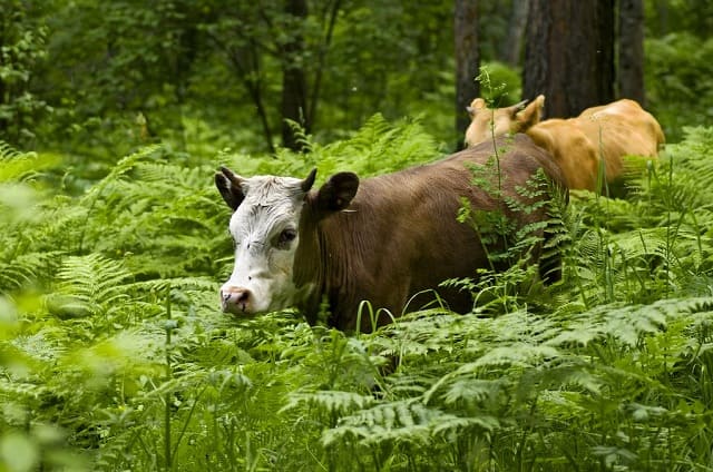 Выпас коров в лесу