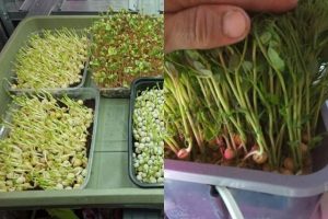 выращивание микрозелени