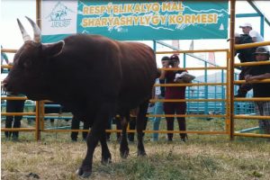 выставка животноводства «LEPSI 2023»