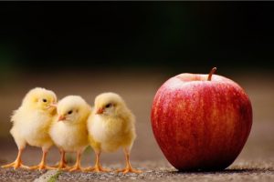 яблоки и цыплята