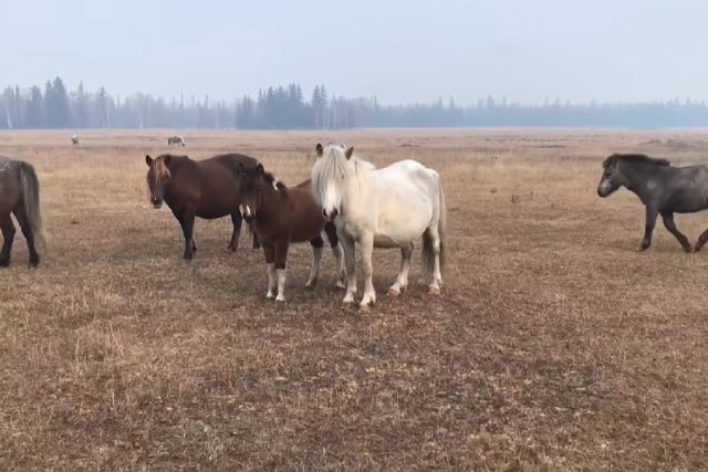 Якутская порода лошадей: характеристика, фото, содержание