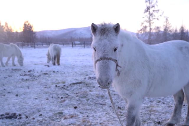 Якутская порода лошадей: характеристика, фото, содержание