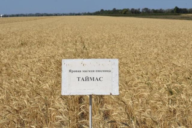Яровая мягкая пшеница Таймас