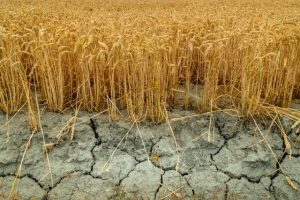 Засуха на пшеничном поле