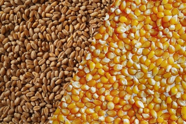зерно кукурузы и пшеницы