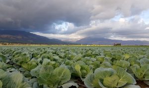 Аграрии Туркестанской области экспортировали первый урожай