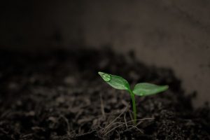 Азотная минерализация после первоначального сброса CO2