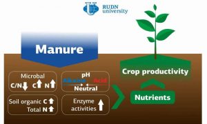 Исследование по удобрению почвы навозом