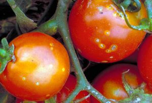 Болезни томатов ученые изучают бактериальный рак томатов