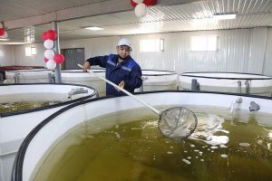В Аральске открылся инкубационный цех по выращиванию рыбы