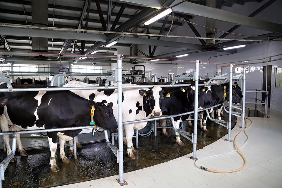 В Жамбылской области создадут 61 молочную ферму