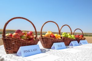 урожай яблок в Алматинской области