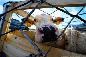 В Казахстане вводиться запрет на вывоз скота