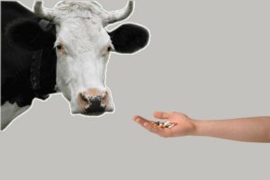 лекарства для коров