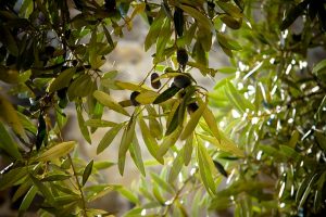 оливковая роща в теплице