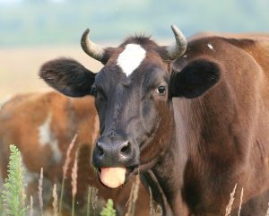 В Татарстане корова-рекордсменка сделала выручку 2 млн рублей