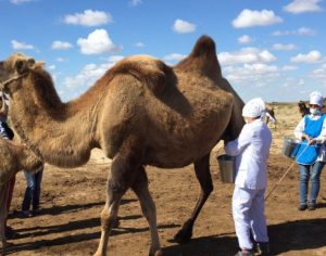 В Туркестане производят в неделю до 2 тонн верблюжьего молока