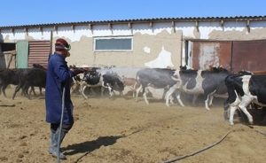 В Туркестанской области началась противоклещевая обработка