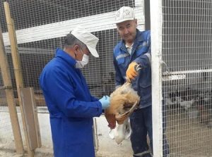 В Шымкенте проводится вакцинация домашней птицы