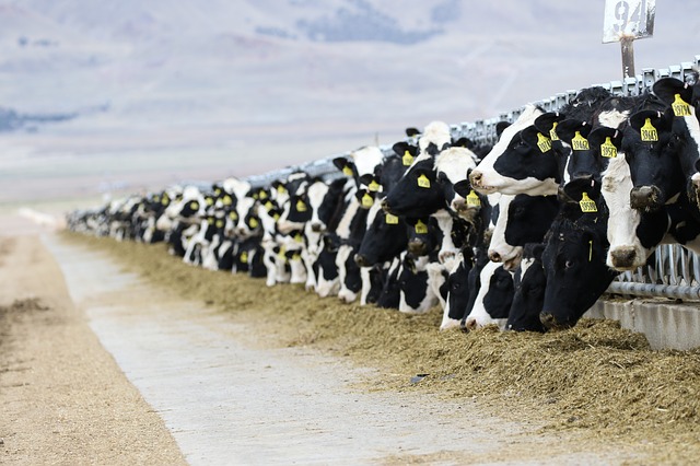 молочно-товарные фермы в Казахстане