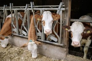 молочное и мясное животноводство