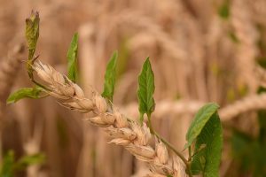 Весна – время разобраться с вредителями пшеницы