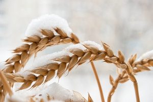 пшеница под снегом
