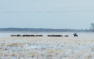 зимний выпас коров
