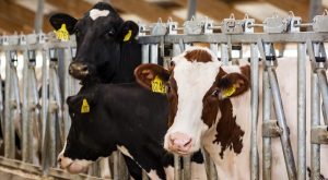 ГК «Дамате» продала первую партию нетелей высокопродуктивного скота
