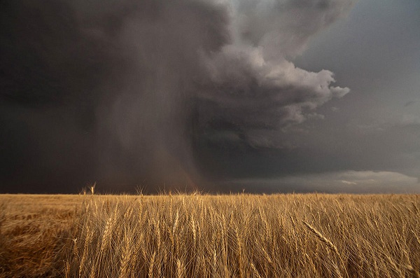 Дождь а поле пшеницы