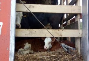 Из Омской области в Казахстан не выпустили более 100 коров