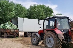 Из Туркестана в Беларусь отправили 500 тонн капусты