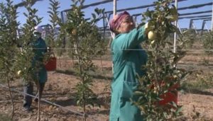 КазАгро выдал 21 млрд тенге на развитие плодовых садов