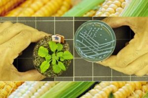 Как выращивать улучшенные культуры без ГМО - ученые нашли метод