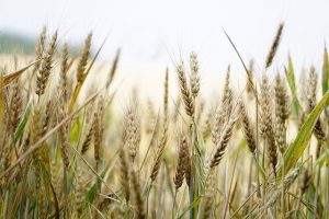 пшеница