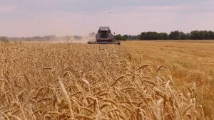 уборка пшеницы