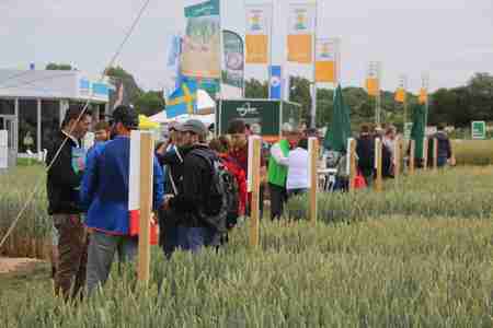 конкурс стратегии выращивания озимой пшеницы