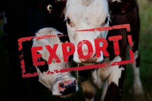 животноводство на экспорт