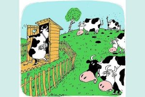Могут ли коровы содержать свое стойло в чистоте
