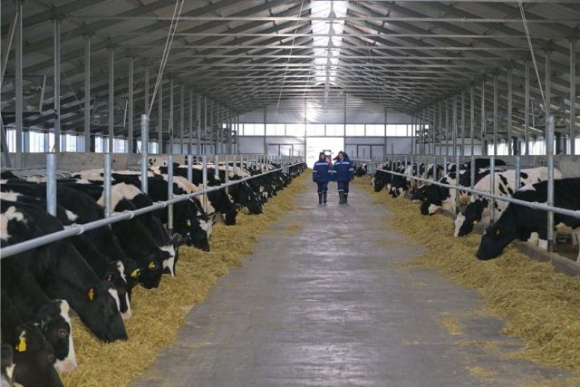 молочно-товарная ферма