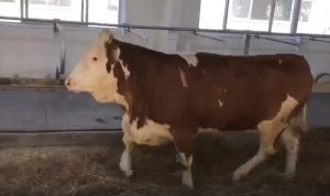 На новую молочно-товарную ферму привезли коров из Австрии