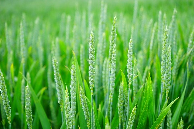 Найден защитный ген способный остановить гибель пшеницы от фузариоза