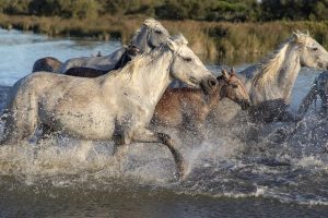 Новая терапия в борьбе с хроническими инфекциями суставов у лошадей