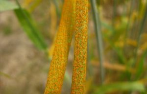Новое исследование выявило сорта пшеницы устойчивые к ржавчине
