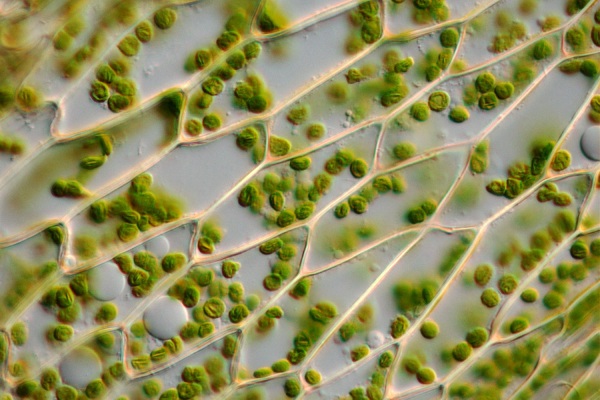 растительная клеточная стенка
