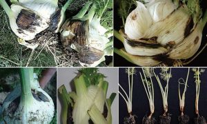 Новый патоген угрожает урожаю фенхеля в Италии