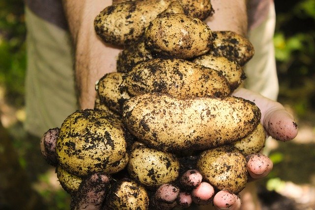 Обнаружен новый ген устойчивости к разрушительной болезни картофеля