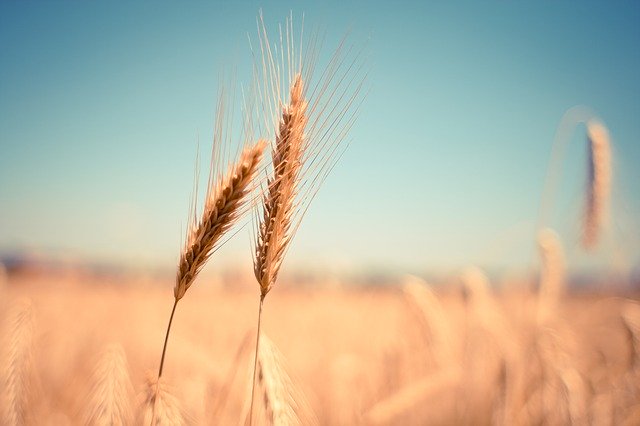 пшеница обогащенная цинком