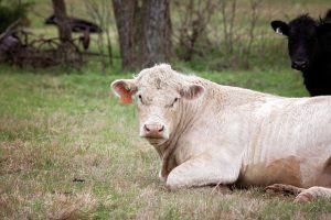 Подготовка быков к сезону размножения