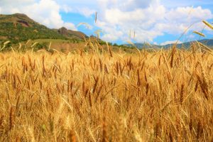Потребление зерновых снизится, а запасы вырастут в сезоне 2019-2020 годов